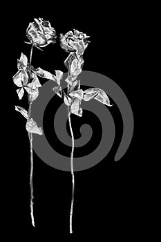 Two silver rose flowers black background isolated close up, black and white long stem roses bouquet, beautiful gray metal flower