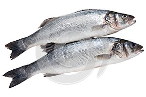 Two silverfish seabass, on a white background, raw fresh fish