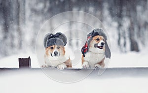 Two similar corgi dogs in warm hats in a winter park under the snow