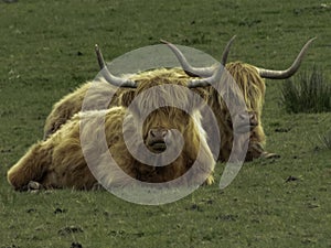 Two similar highland cows laying in a field