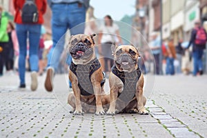 Two similar looking well behaved French Buldog dogs in matching outfits sitting in the middle of busy city street with people