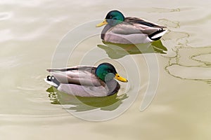 Two similar wild ducks swimming in opposite way