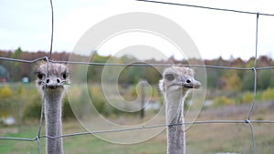 two simply ostrich heads, is a species of large flightless bird