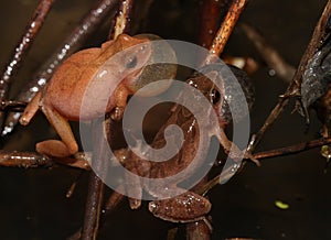 Two singing male Spring Peeper frogs.