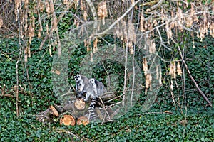 Two sitted ring-tailed lemur on cutted trunks