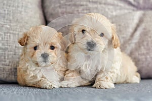 Two sitting brown puppies maltipoo look into the camera