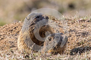 Two sitting groundhogs Marmota monax