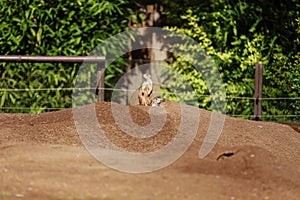 two sitting natural marmots, meerkats look out of the burrow. Curious european suslik posing to photographer. little