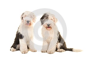 Two sitting young adult english sheep dogs looking at the camera