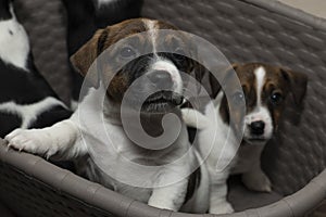 Two six week old Jack Russell Terriers peer curiously out of a laundry basket