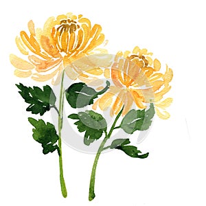 Two sketch watercolor yellow chrysanthemum flowers