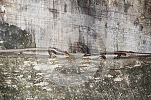 Two skink lizards on a wooden fence photo