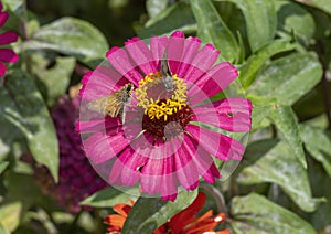 Two Skipper butterflies feeding on a deeply pink Zinnia elegans bloom in Scissortail Park in Oklahoma City, Oklahoma.