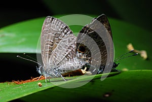 Two Skippers Mating