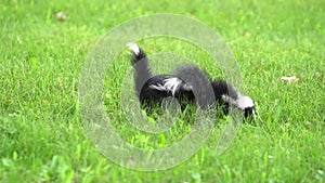 Two Skunks playing in the grass