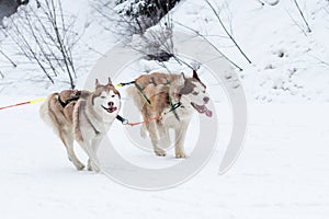 Thick-coated Alaskan Northern Malamutes running across a snow cover in a flattering area. photo