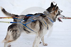 Two sled dogs with harness