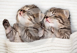 Two sleeping baby kitten