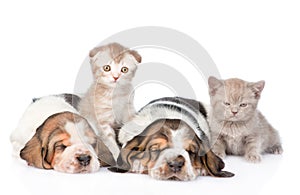 Two sleeping basset hound puppies with kittens. Focus on cat. isolated on white