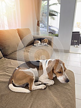 Two sleeping beagle dog