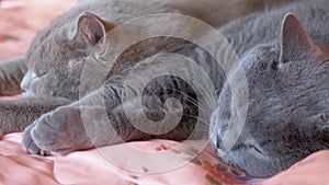 Two Sleeping British Gray Cats Hugs Each Other on the Bed. 4K. Close up