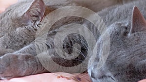 Two Sleeping British Gray Cats Hugs Each Other on the Bed. Zoom. Close up
