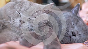 Two Sleeping British Gray Cats Hugs Each Other on the Bed. Zoom. Close up