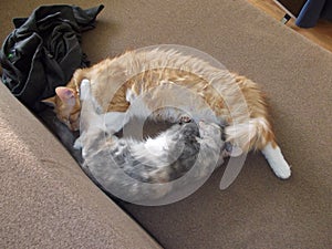 Two sleeping cats on the couch