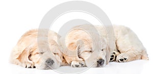 Two sleeping golden retriever puppy. isolated on white background