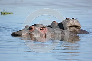 Two sleeping hippos