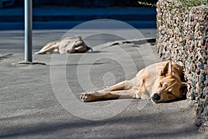 Two sleeping homeless dogs