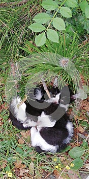 Two sleeping kitten on a background of green grass and foliage. Cute gentle touching background.