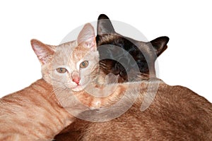 Two sleeping kittens hug one another. Beautiful two cats cuddling, great design for any purposes. Home pet. White