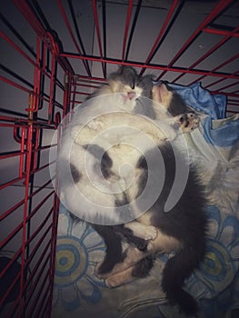 Two sleeping kittens hugging each other