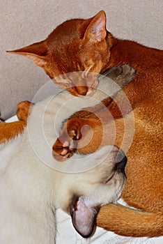 Two sleeping kittens