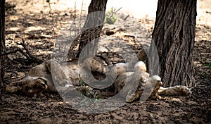 Two sleeping lion cubs in the shadow of a tree