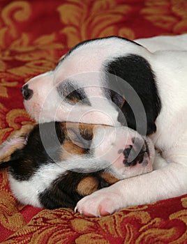 Two Sleeping Puppies