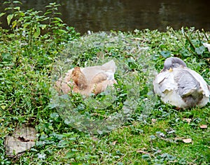 Two sleeping Saxon ducks, bred from a blue Pomerania duck and a rouen duck, latin anas platyrhynchos forma domestica photo
