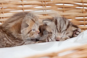 Two sleeping small kittens in wicker basket