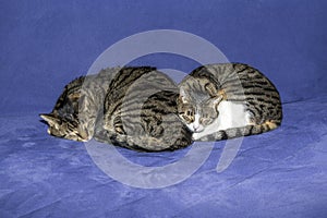 Two sleeping tabby cats