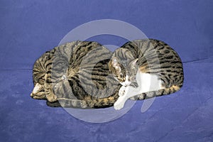 Two sleeping tabby cats