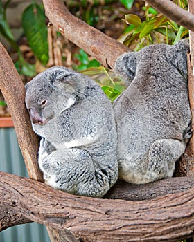 Two Sleepy Koala Bears, Australia