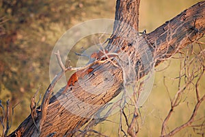 Two Slender Mongoose, Galerella sanguinea, much more richly coloured, reddish Kgalagadi mongoose on an oblique tree trunk against