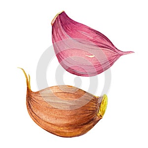 Two slices of garlic isolated on white background.  Watercolor illustration