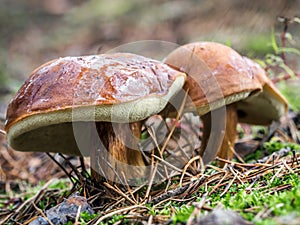 Two slippery jack mushrooms photo