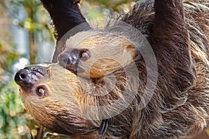 Two sloths hanging in a tree, one is a baby. Wild animal quiet and friendly photo