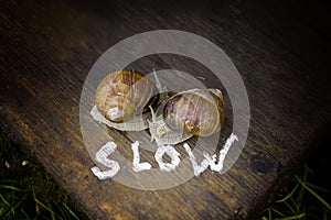 Two Slow Snails