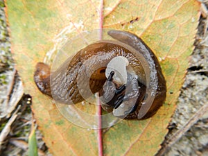 Two slug on leaf