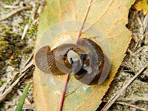 Two slug on leaf