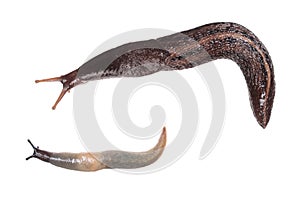 Two slugs. Ash-black Slug Limax cinereoniger and Deroceras caucasicum isolated on white